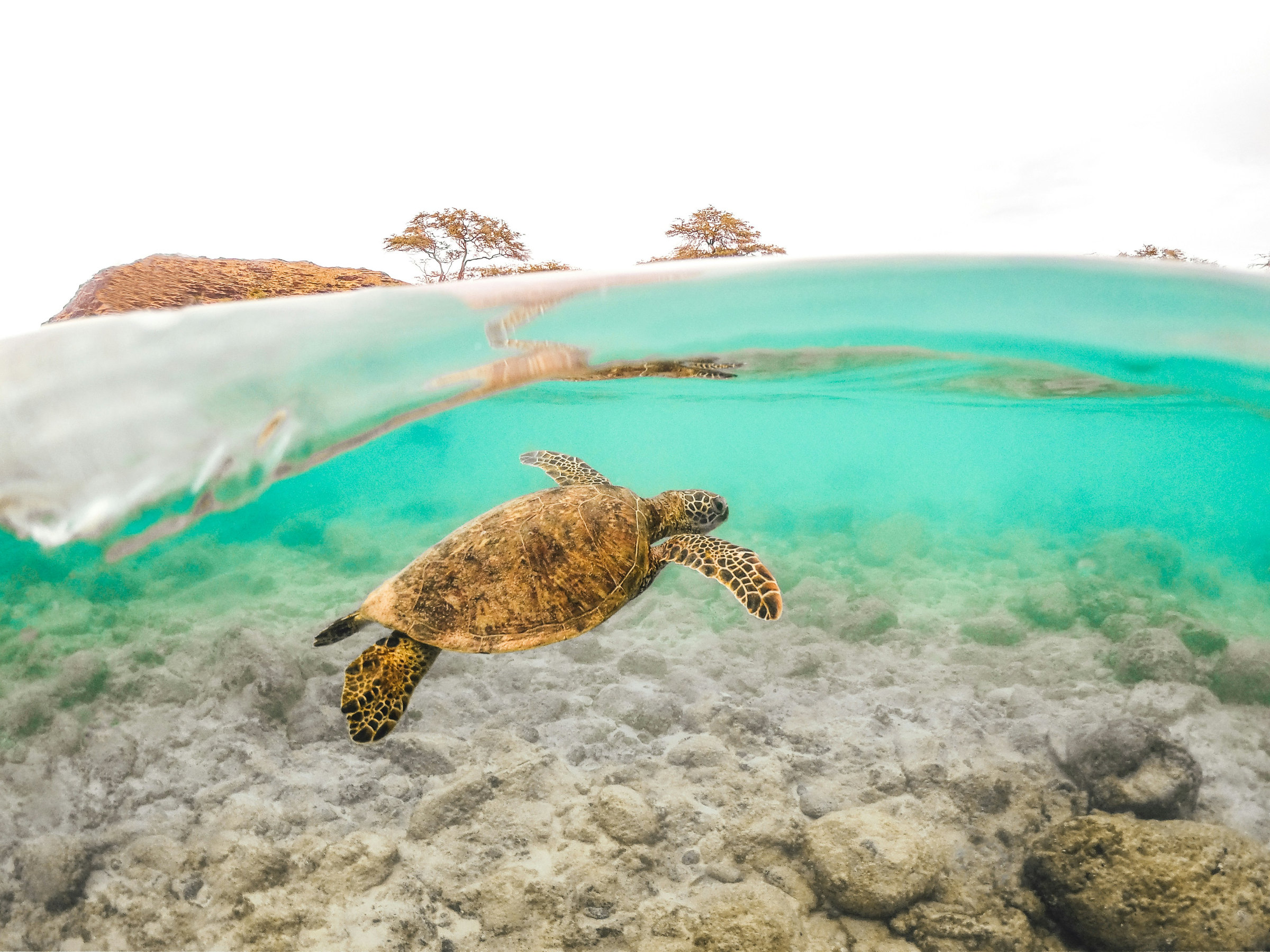 Green sea turtle in shallow water, shown as generic marine context